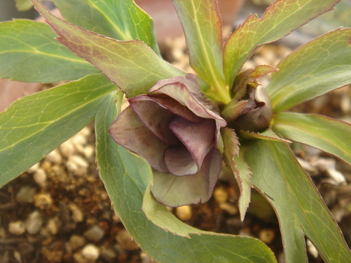 �^�N����́u��͉��|�v