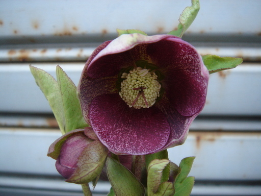 �^�N����́u��͉��|�v