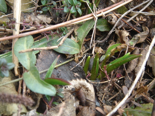 �^�N����́u��͉��|�v