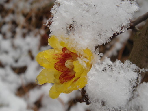 �^�N����́u��͉��|�v