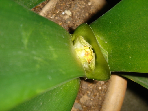 �^�N����́u��͉��|�v