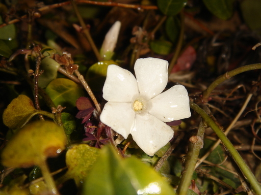 �^�N����́u��͉��|�v