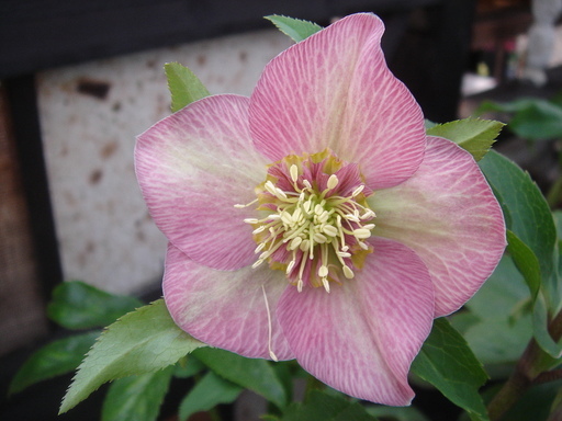 �^�N����́u��͉��|�v