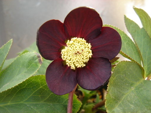 �^�N����́u��͉��|�v