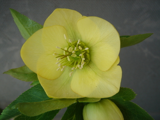 �^�N����́u��͉��|�v