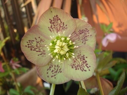 �^�N����́u��͉��|�v