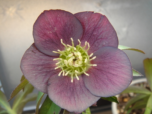 �^�N����́u��͉��|�v