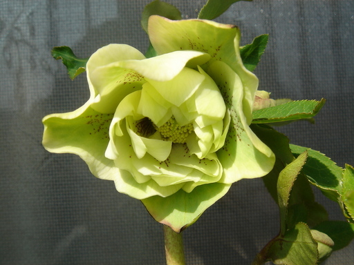 �^�N����́u��͉��|�v