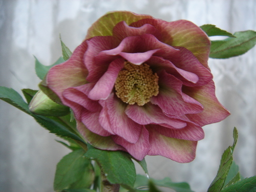 �^�N����́u��͉��|�v