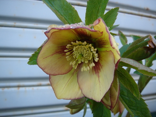 �^�N����́u��͉��|�v