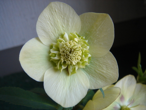 �^�N����́u��͉��|�v