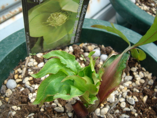 �^�N����́u��͉��|�v