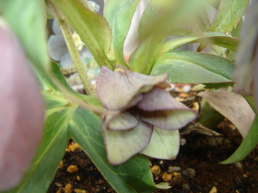 �^�N����́u��͉��|�v