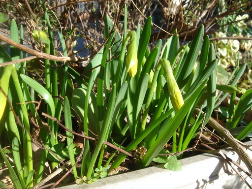 �^�N����́u��͉��|�v