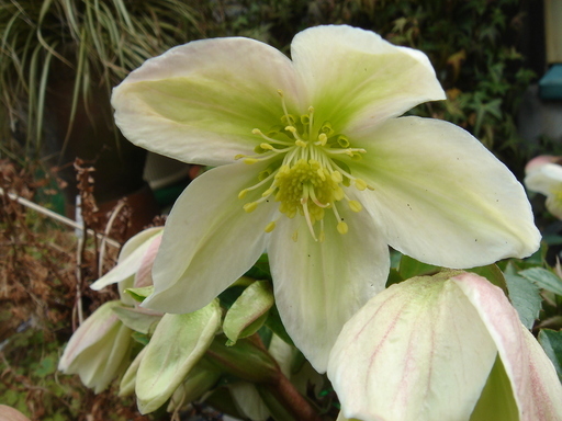 �^�N����́u��͉��|�v