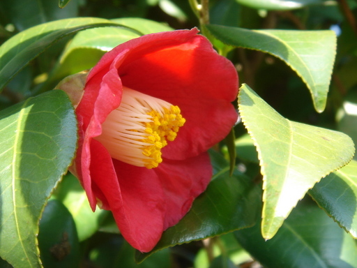 �^�N����́u��͉��|�v