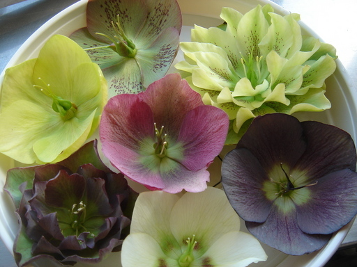 �^�N����́u��͉��|�v