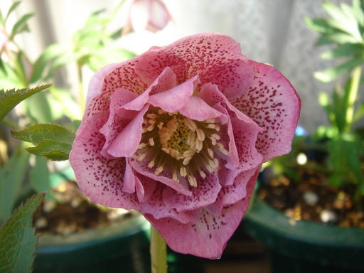 �^�N����́u��͉��|�v