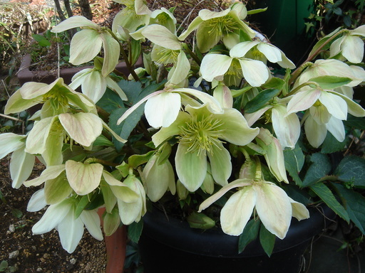 �^�N����́u��͉��|�v