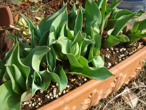 �^�N����́u��͉��|�v