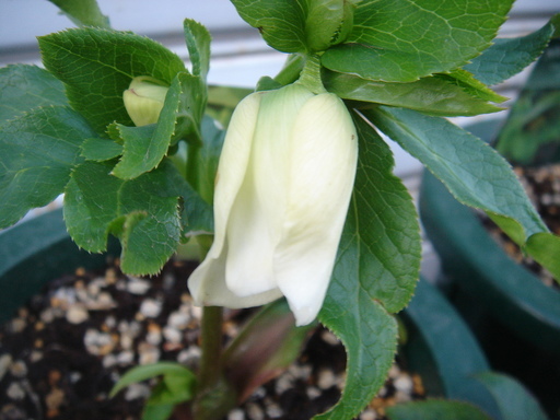 �^�N����́u��͉��|�v