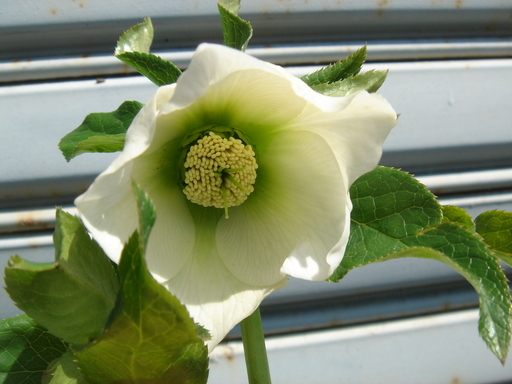 �^�N����́u��͉��|�v