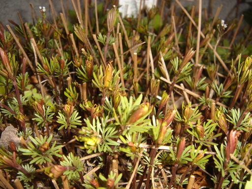 �^�N����́u��͉��|�v