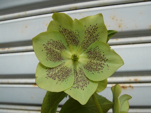 �^�N����́u��͉��|�v