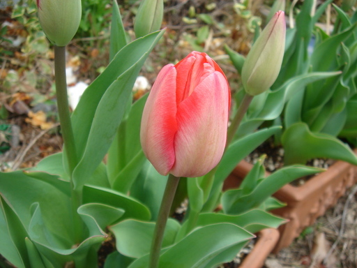 �^�N����́u��͉��|�v