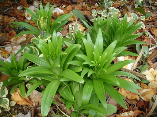 �^�N����́u��͉��|�v