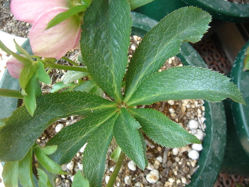 �^�N����́u��͉��|�v