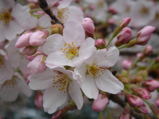 �^�N����́u��͉��|�v