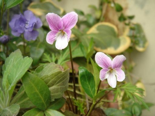 �^�N����́u��͉��|�v