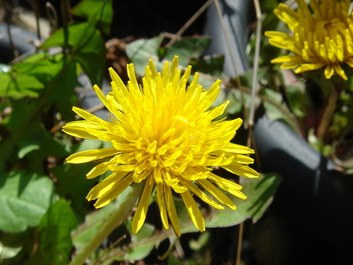 �^�N����́u��͉��|�v