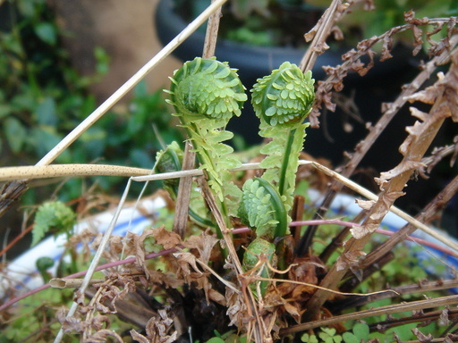 �^�N����́u��͉��|�v