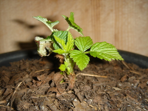 �^�N����́u��͉��|�v