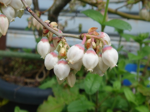 �^�N����́u��͉��|�v