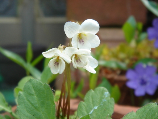 �^�N����́u��͉��|�v