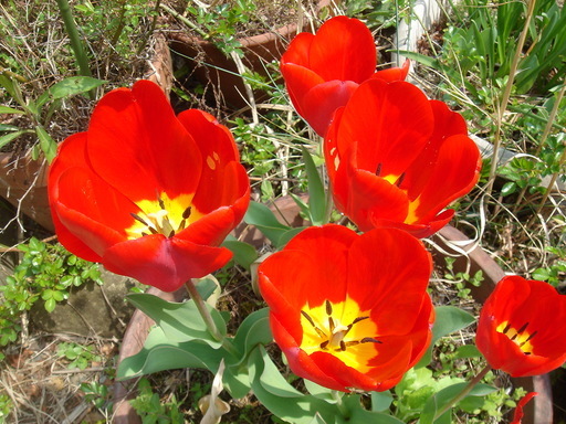 �^�N����́u��͉��|�v