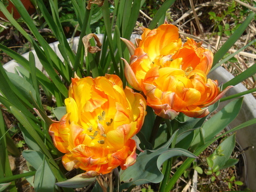 �^�N����́u��͉��|�v