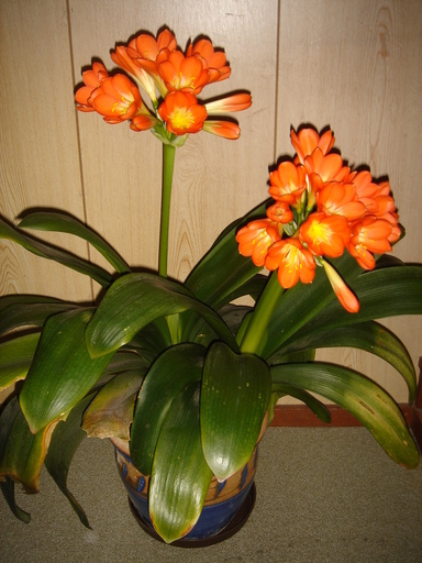 �^�N����́u��͉��|�v