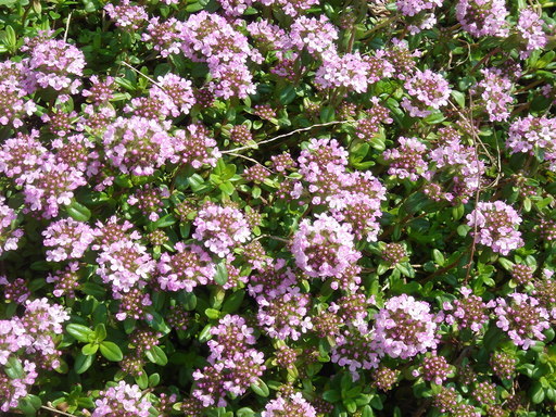 �^�N����́u��͉��|�v