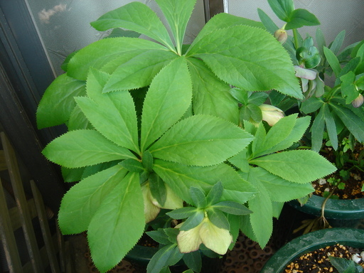 �^�N����́u��͉��|�v