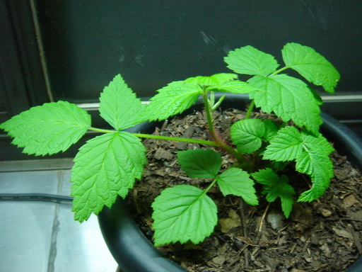 �^�N����́u��͉��|�v