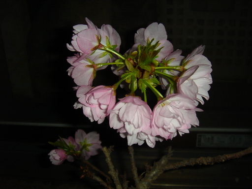 �^�N����́u��͉��|�v