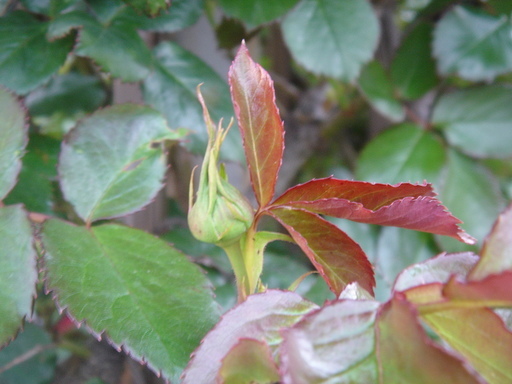 �^�N����́u��͉��|�v