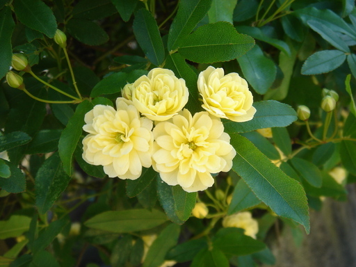 �^�N����́u��͉��|�v