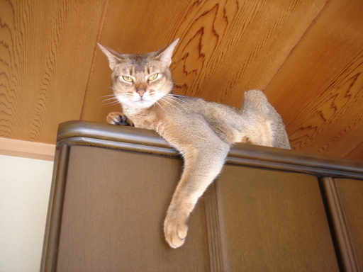 �^�N����́u��͉��|�v