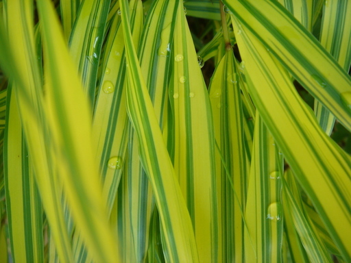 �^�N����́u��͉��|�v