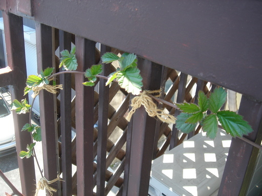 �^�N����́u��͉��|�v